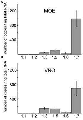 Organization and Plasticity of Sodium Channel Expression in the Mouse Olfactory and Vomeronasal Epithelia